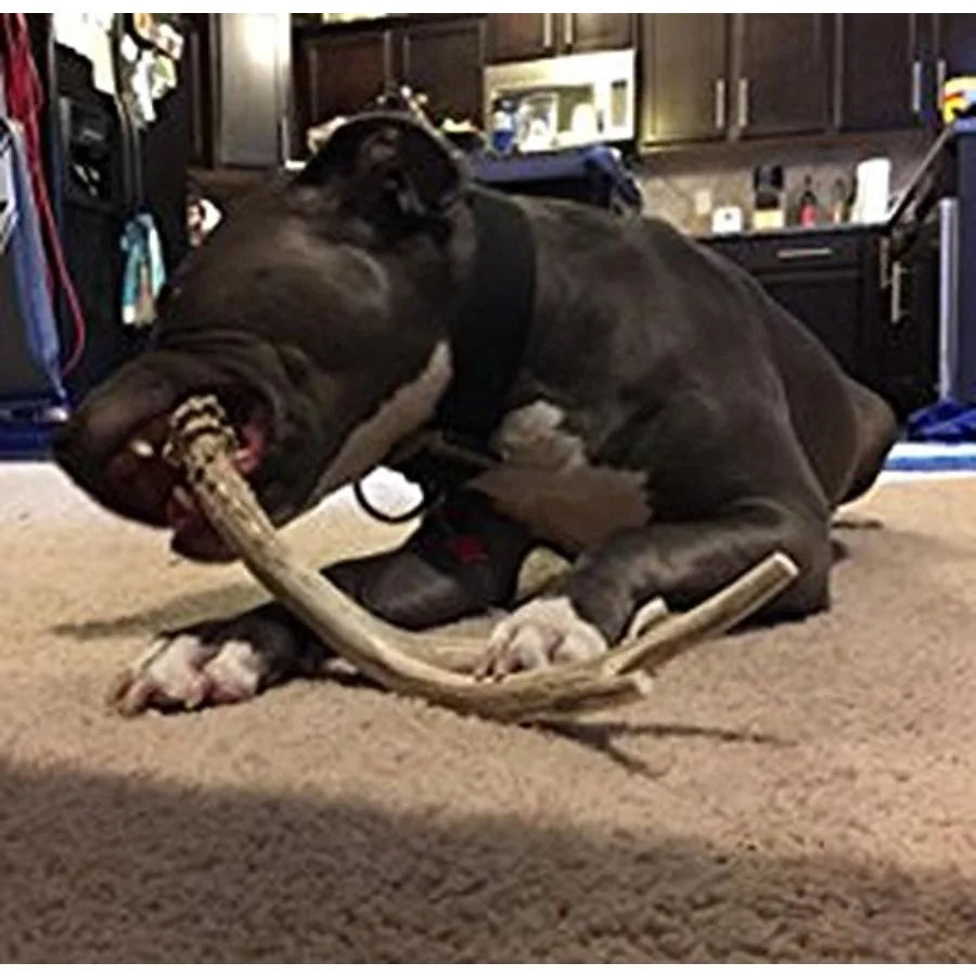 Yao Hui Huang Deer Antler Dog Chew For Aggressive Chewers