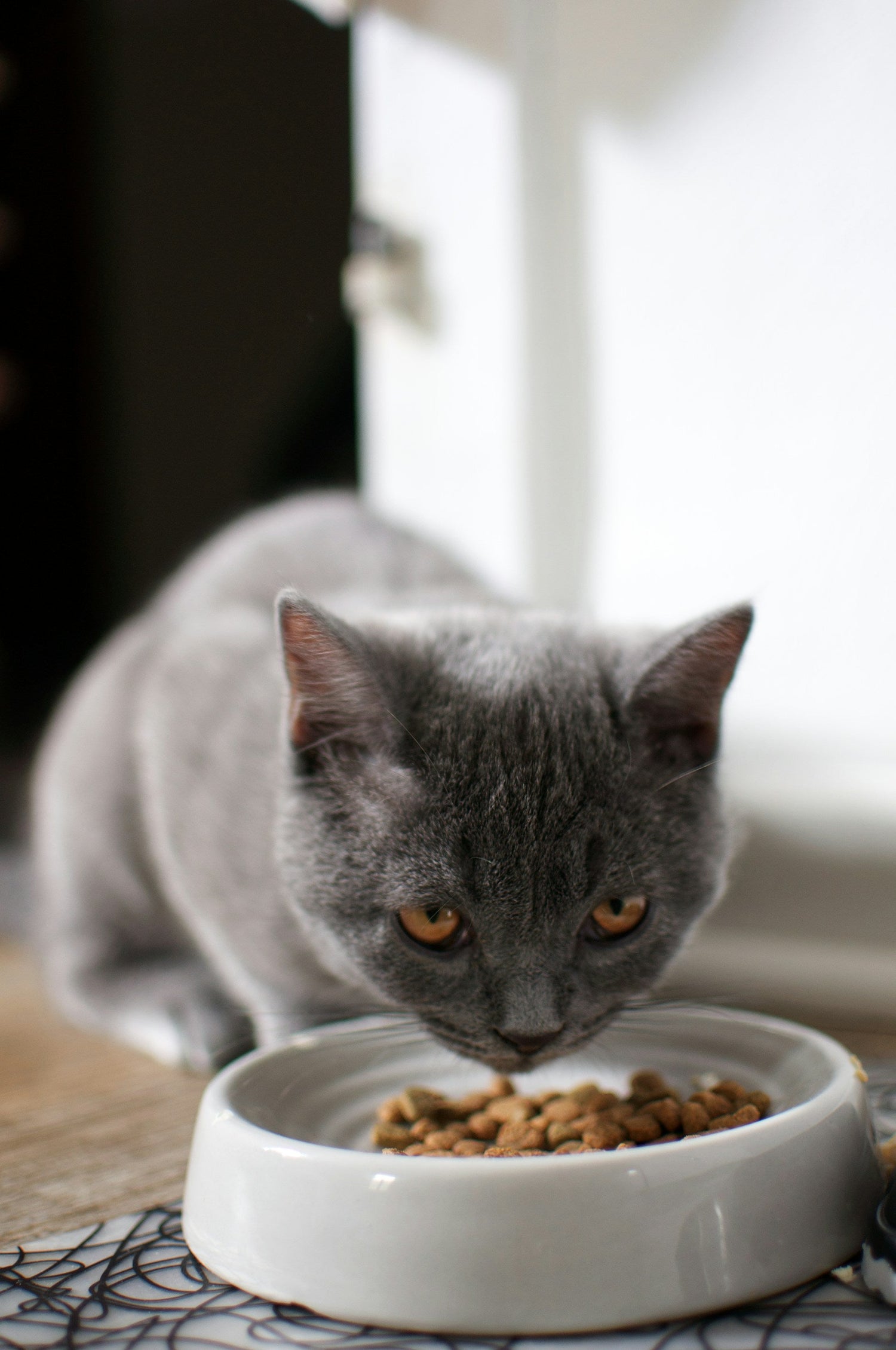 Feeders & Bowls