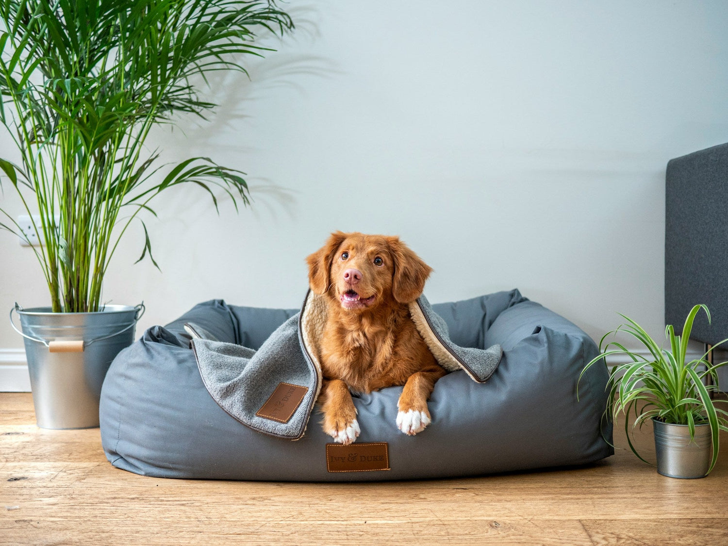Dog Beds & Crates