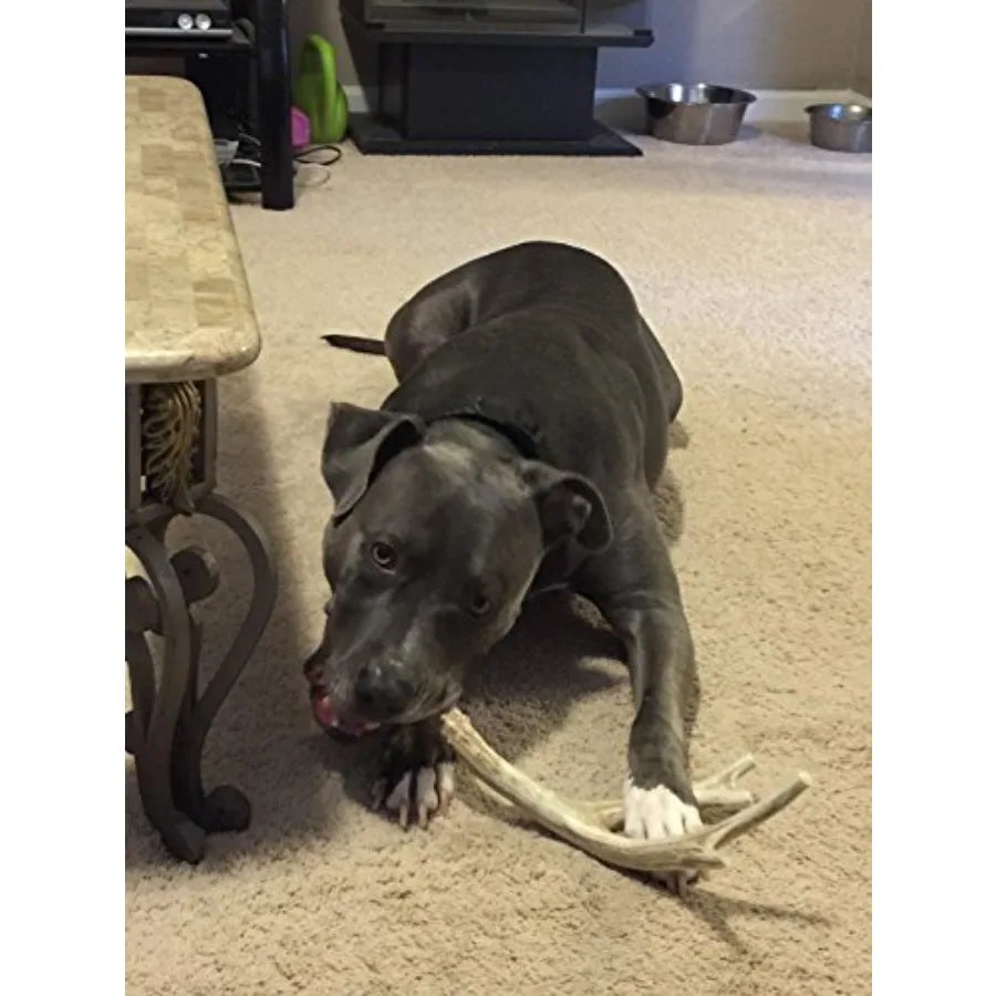 Yao Hui Huang Deer Antler Dog Chew For Aggressive Chewers