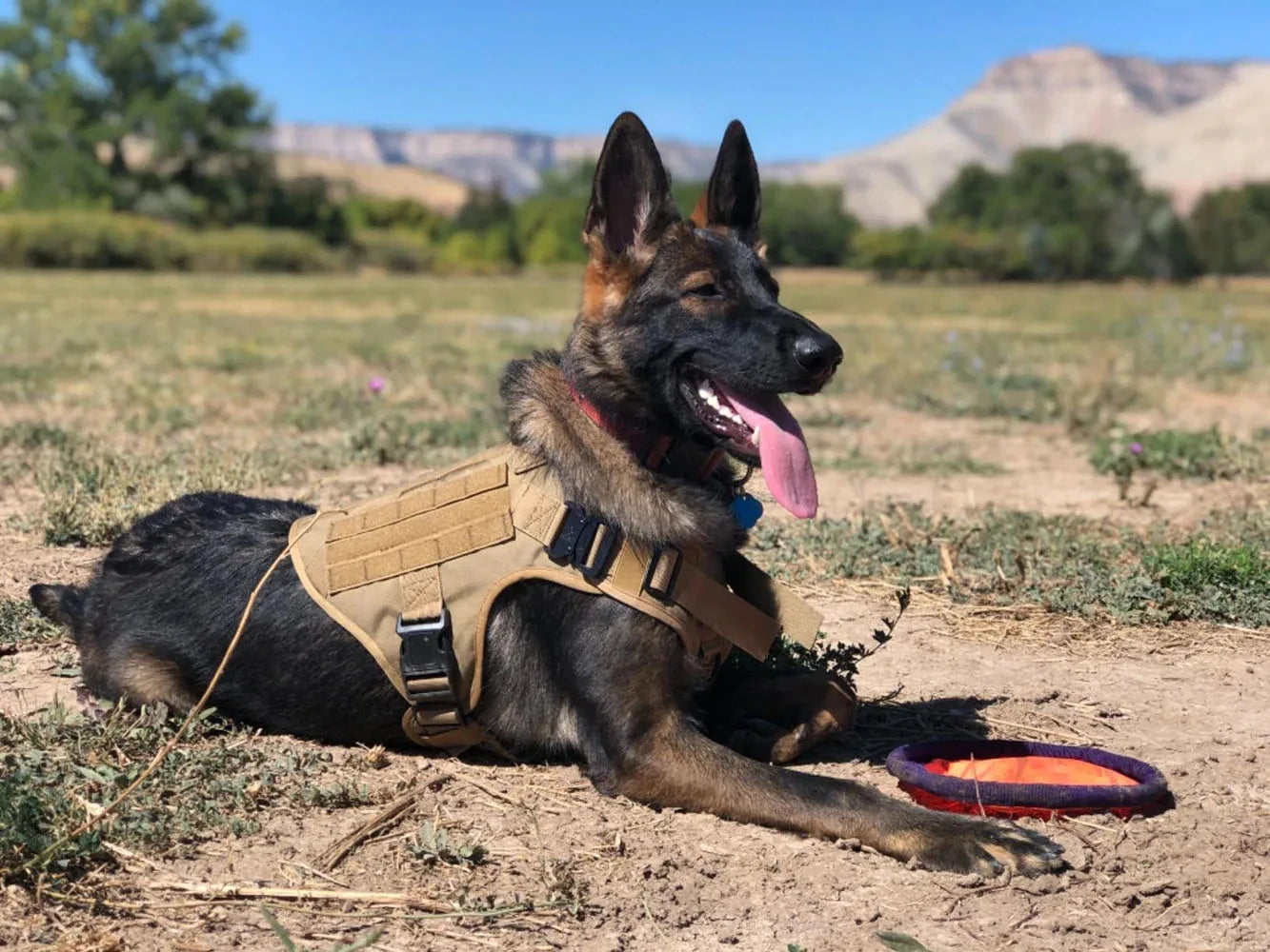 Military Nylon Dog Harness Vest With Leash Patches Training Set