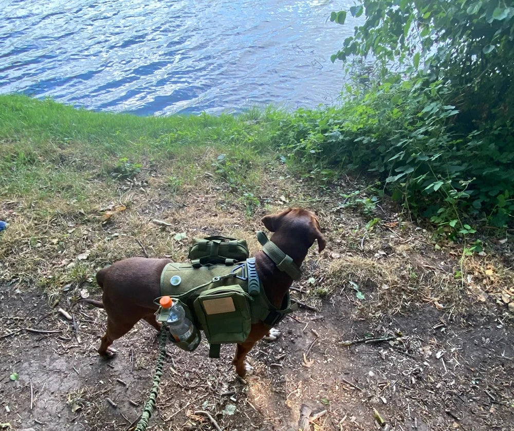 Military Nylon Dog Harness Vest With Leash Patches Training Set