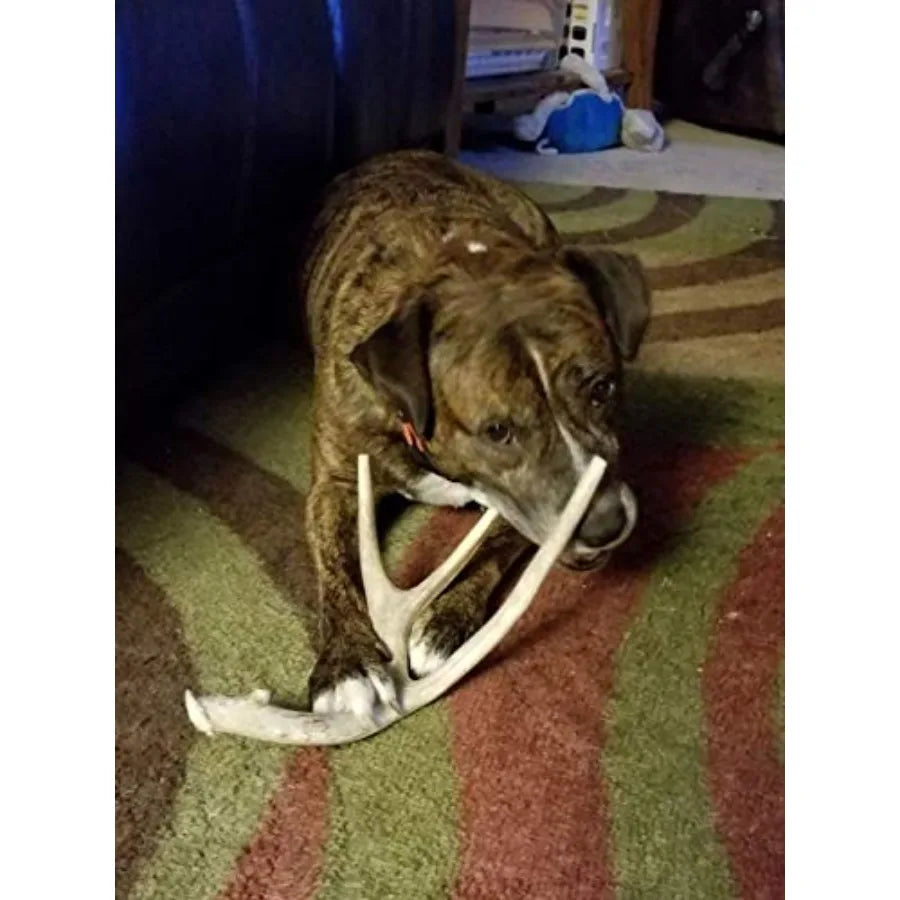 Yao Hui Huang Deer Antler Dog Chew For Aggressive Chewers