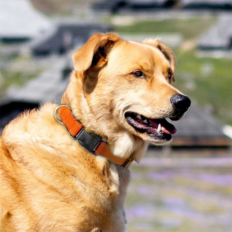 Reflective Adjustable Nylon Pet Collar For Dogs And Cats